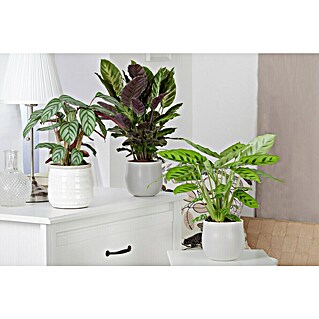 Piardino Korbmarante (Calathea hybride, Topfgröße: 17 cm)