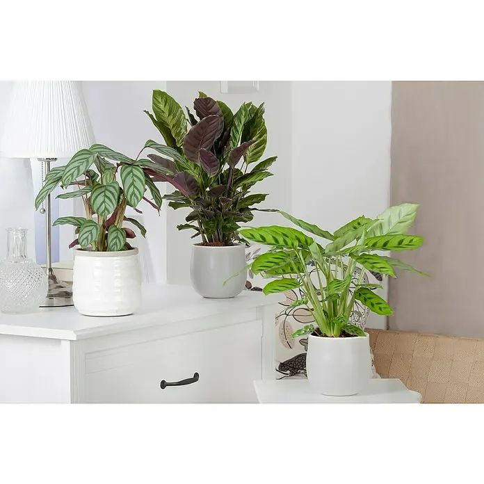 Piardino KorbmaranteCalathea in Sorten, Topfgröße: 12 cm - Drei Zimmerpflanzen in weißen Töpfen stehen auf einem weißen Sideboard, darunter eine Calathea-Pflanze mit auffälligen Blättern.