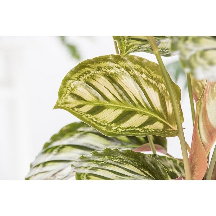 Piardino Korbmarante (Calathea hybride, Topfgröße: 17 cm) | BAUHAUS