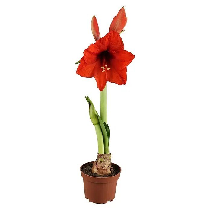 Piardino Amaryllis - Hippeastrum in Sorten, Topfgröße: 10 cm, Rosa/Rot/Weiß - Nahaufnahme einer roten Amaryllisblüte in einem braunen Topf, die Eleganz und Schönheit vereint.