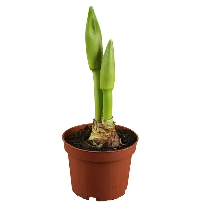 Piardino Lirio de Santa Paula - Hippeastrum, Tamaño de maceta: 12 cm, Rosa/Rojo/Blanco - Planta de amarilis en maceta de terracota con dos tallos de flores verdes aún cerrados. Planta de interior para ventana y decoración de mesa.