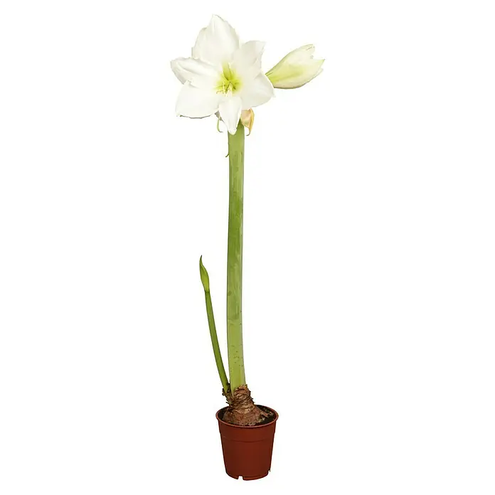 Piardino Lirio de Santa Paula - Hippeastrum, Tamaño de maceta: 12 cm, Rosa/Rojo/Blanco - Elegante flor de amarilis blanca en una maceta de terracota, con un tallo verde elegante y un brote sin abrir.