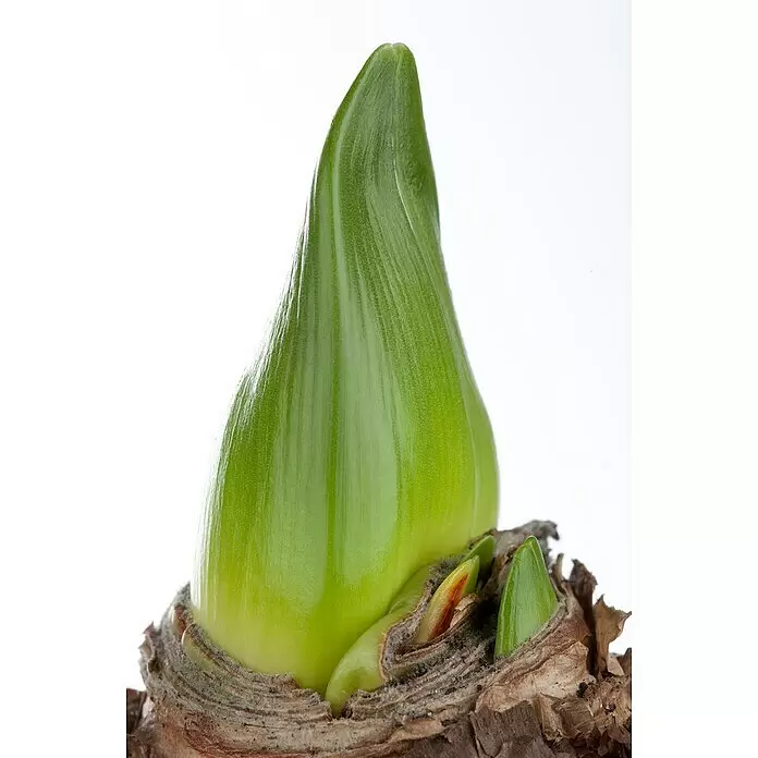 Piardino Amaryllis - Hippeastrum in Sorten, Topfgröße: 10 cm, Rosa/Rot/Weiß - Detailaufnahme