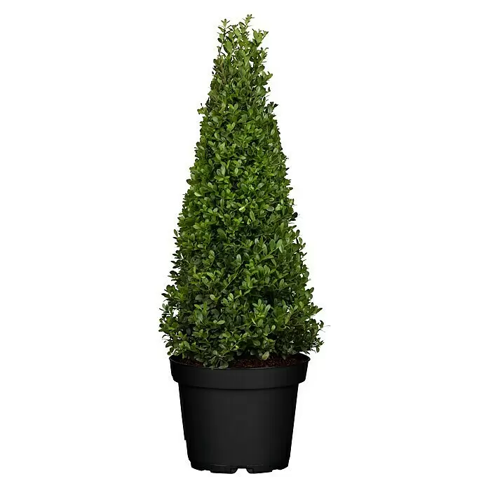 Piardino Bergilex Pyramide - Ilex crenata, Topfgröße: 19 cm - Grüne konische Immergrünpflanze im schwarzen Topf.