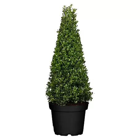 Piardino  Bergilex Pyramide