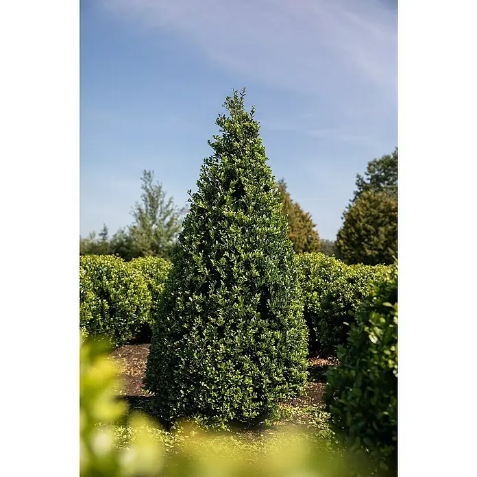 Piardino Bergilex Pyramide - Ilex crenata, Topfgröße: 19 cm - Pyramidenförmiger grüner Buchsbaum im Garten, präzise geschnitten. Eine elegante und pflegeleichte Gartendekoration, die Struktur und Farbe bringt.