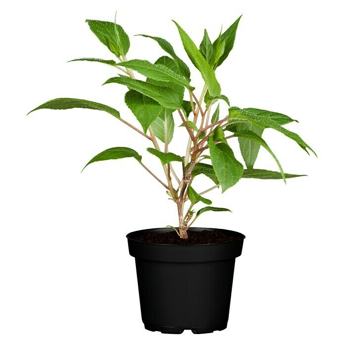 Piardino Mini-Kiwi (Actinidia arguta, Topfvolumen: 5 l) | BAUHAUS