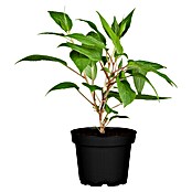 Piardino Mini-Kiwi (Actinidia arguta, Topfvolumen: 5 l) | BAUHAUS