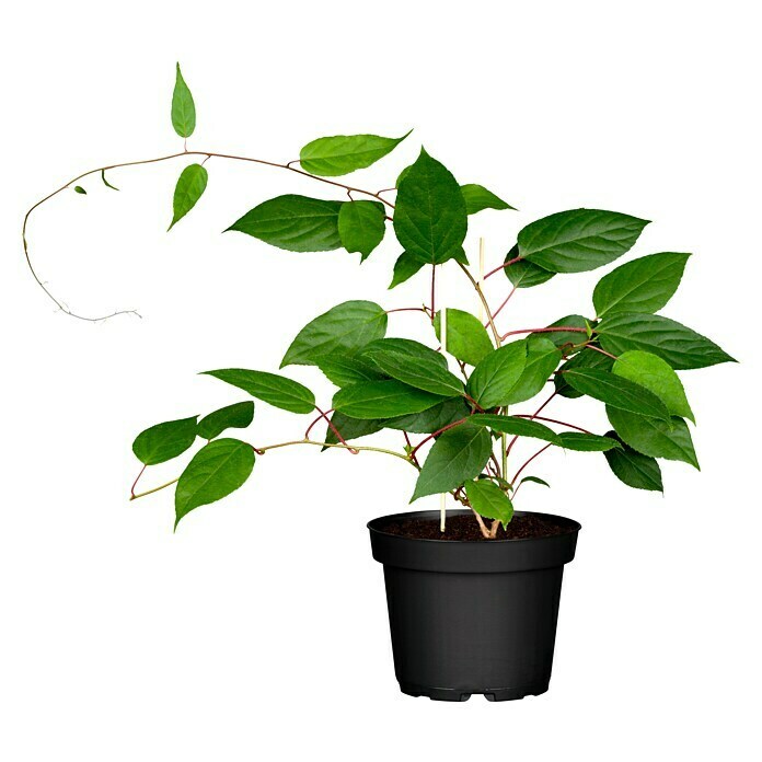 Piardino Mini-Kiwi (Actinidia arguta, Topfvolumen: 5 l) | BAUHAUS