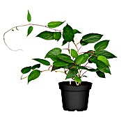 Piardino Mini-Kiwi (Actinidia arguta, Topfvolumen: 5 l) | BAUHAUS