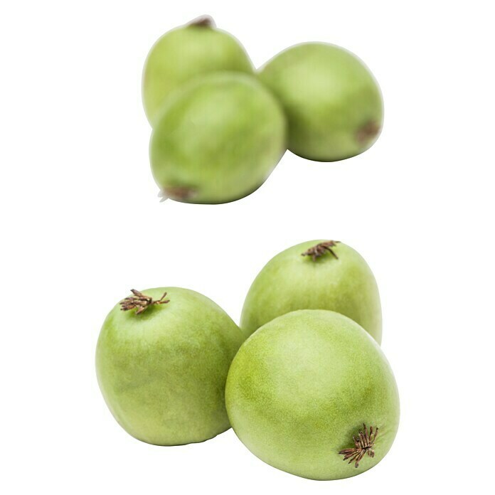 Piardino Mini-Kiwi (Actinidia arguta, Topfvolumen: 5 l) | BAUHAUS