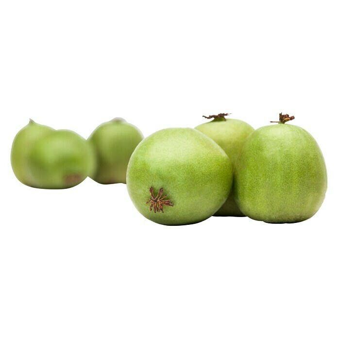 Piardino Mini-Kiwi (Actinidia arguta, Topfvolumen: 5 l) | BAUHAUS