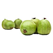Piardino Mini-Kiwi (Actinidia arguta, Topfvolumen: 5 l) | BAUHAUS