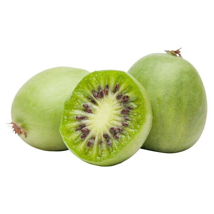 Piardino Mini-Kiwi (Actinidia arguta, Topfvolumen: 5 l) | BAUHAUS