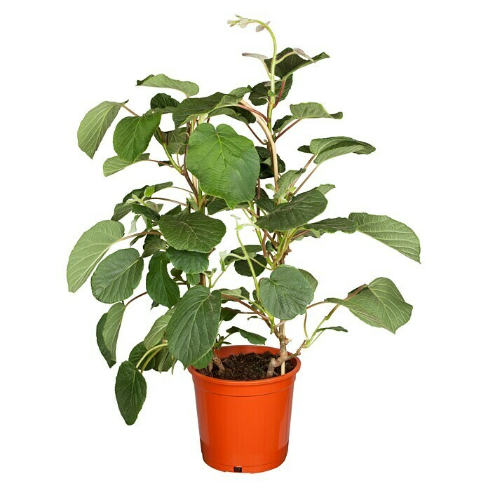 Piardino Mini-Kiwi (Actinidia arguta, Topfvolumen: 5 l) | BAUHAUS