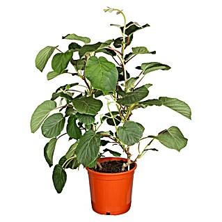 Piardino Mini-Kiwi (Actinidia arguta, Topfvolumen: 5 l)
