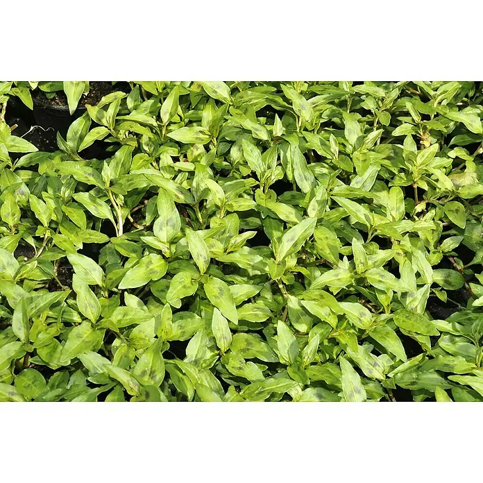 Blu Bio Koriander [vietnamesischer] - Polygonum odoratum, Topfgröße: 12 cm - Dieses Bild zeigt eine Nahaufnahme eines gesunden, grünen Pflanzenbewuchses mit gesprenkelten Blättern. Perfekt für den Garten oder als Zimmerpflanze.