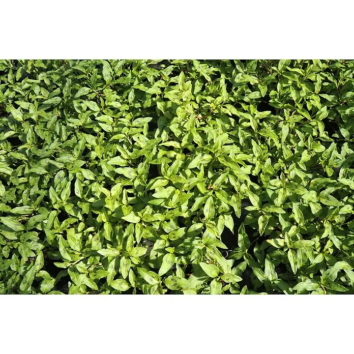 Blu Bio Koriander [vietnamesischer] - Polygonum odoratum, Topfgröße: 12 cm - Grüne Blätter mit dunklen Flecken bedecken den Boden und zeigen die Details der Blattoberfläche in natürlichem Licht.