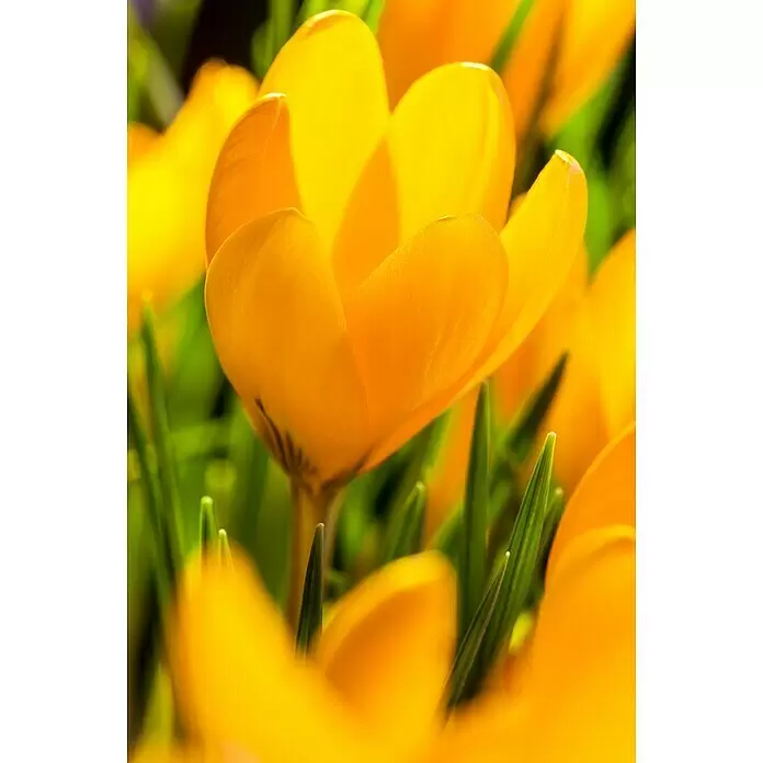 Piardino Frühlingsblumenzwiebel-Mix Parade Gelb - Narcissus/Tulipa/Hyacinthus/Muscari, Stark duftend, Mehrjährig, Topfgröße: 12 cm - Stimmungsaufnahme
