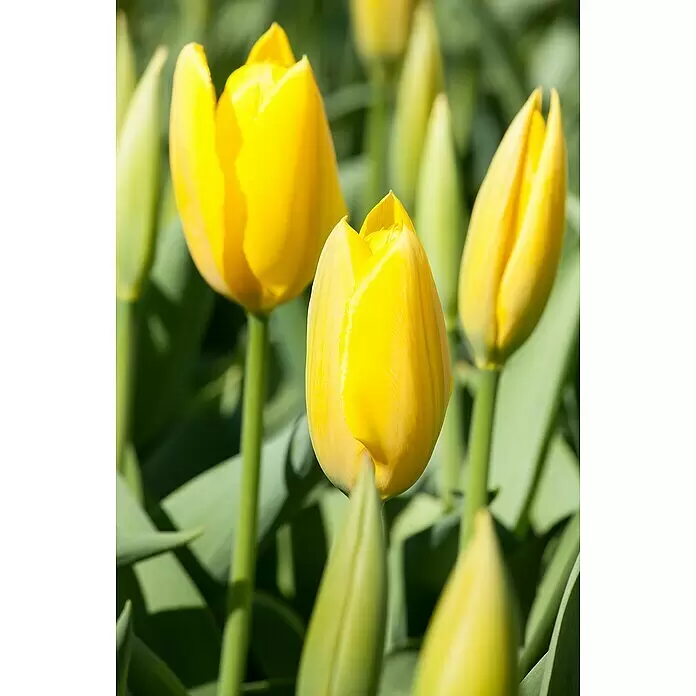 Piardino Frühlingsblumenzwiebel-Mix Parade Gelb - Narcissus/Tulipa/Hyacinthus/Muscari, Stark duftend, Mehrjährig, Topfgröße: 12 cm - Stimmungsaufnahme