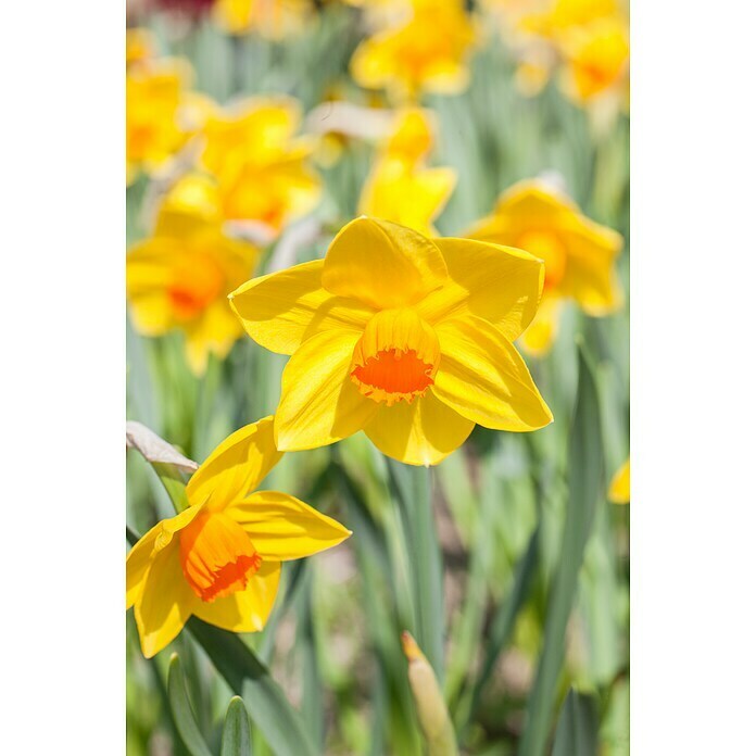 Piardino Frühlingsblumenzwiebel-Mix Parade Gelb (Narcissus/Tulipa/Hyacinthus/Muscari, Stark duftend, Mehrjährig, Topfgröße: 12 cm) | BAUHAUS