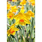 Piardino Frühlingsblumenzwiebel-Mix Parade Gelb (Narcissus/Tulipa/Hyacinthus/Muscari, Stark duftend, Mehrjährig, Topfgröße: 12 cm) | BAUHAUS