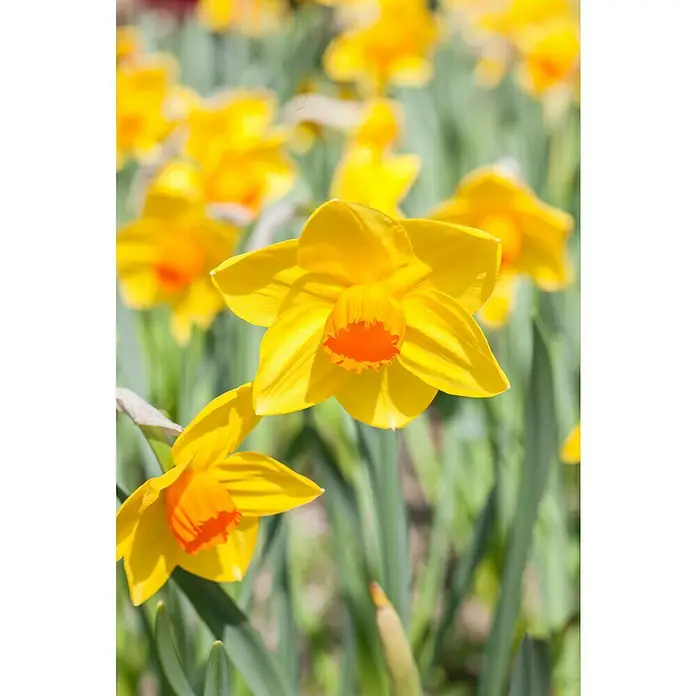 Piardino Frühlingsblumenzwiebel-Mix Parade Gelb - Narcissus/Tulipa/Hyacinthus/Muscari, Stark duftend, Mehrjährig, Topfgröße: 12 cm - Nahaufnahme von leuchtend gelben Narzissen mit orangefarbenen Trompeten, die im Sonnenlicht erstrahlen und ihre Schönheit im Detail zeigen.