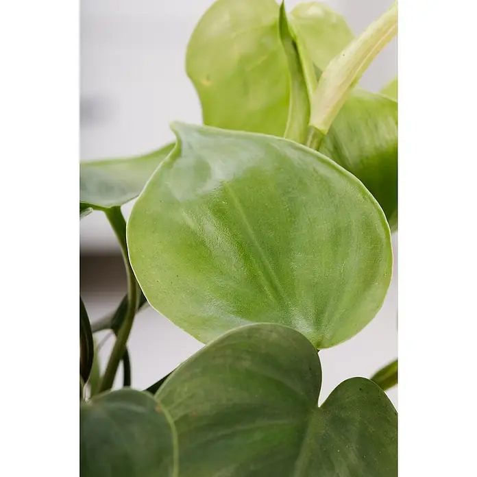 Piardino Baumfreund Aktion - Philodendron scandens, Topfgröße: 12 cm - Nahaufnahme der herzförmigen Blätter einer Philodendron-Pflanze, die ihre glatte Textur und lebendige grüne Farbe zeigt.