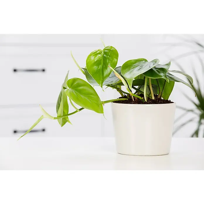 Piardino Baumfreund Aktion - Philodendron scandens, Topfgröße: 12 cm - Zimmerpflanze in einem weißen Topf. Die Pflanze hat grüne, herzförmige Blätter und steht auf einem weißen Tisch vor einem weißen Hintergrund.