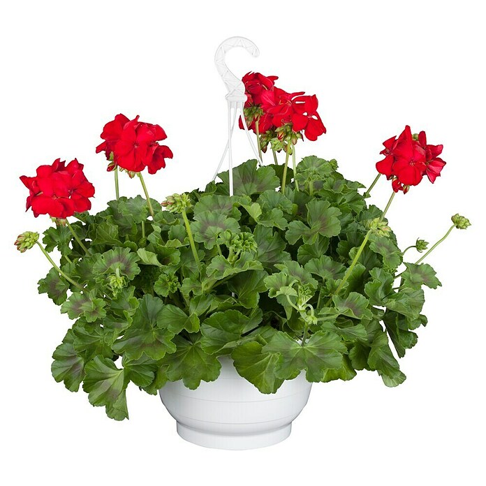 Piardino Geranio (Pelargonium Hybrid, Rojo) | BAUHAUS