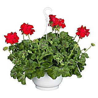 Piardino Geranio (Pelargonium Hybrid, Rojo)