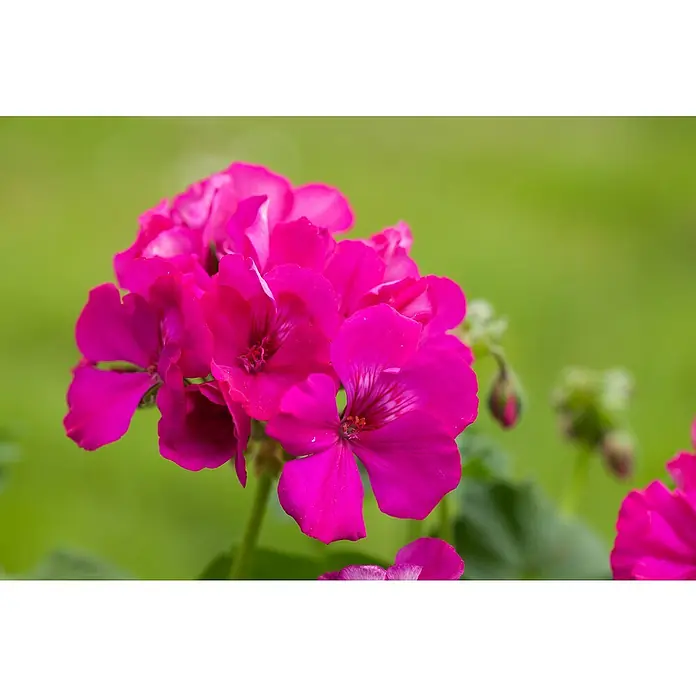 Piardino Geranio - Tamaño de maceta: 23 cm - Primer plano de una vibrante flor de geranio rosa, sobre un fondo verde suave, destacando su color vivo y los pétalos delicados.