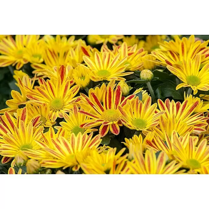 Piardino Herbst-Chrysantheme - Chrysanthemum indicum, Topfgröße: 10 cm - Stimmungsaufnahme