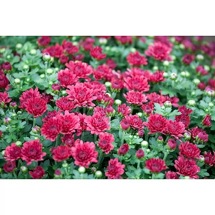 Piardino Herbst-Chrysantheme - Chrysanthemum indicum, Topfgröße: 10 cm - Stimmungsaufnahme