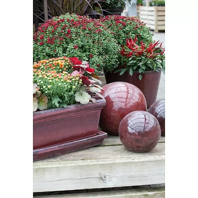 Piardino Herbst-Chrysantheme - Chrysanthemum indicum, Topfgröße: 10 cm - Stimmungsaufnahme