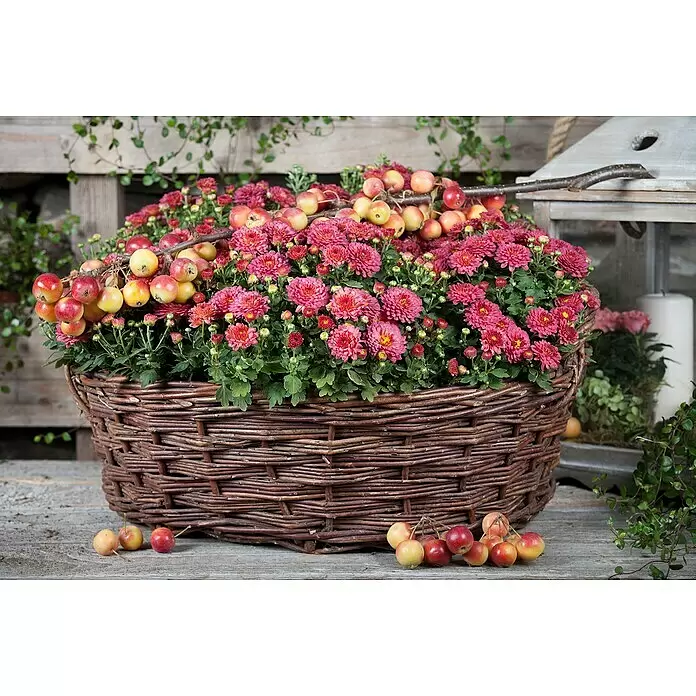 Piardino Herbst-Chrysantheme - Chrysanthemum indicum, Topfgröße: 10 cm - Stimmungsaufnahme
