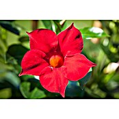 Piardino Dipladenia Pyramide (Mandevilla sanderi 'Sundaville® Early Scarlet', Topfgröße: 19 cm, Rot) | BAUHAUS