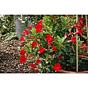 Piardino Dipladenia Pyramide (Mandevilla sanderi 'Sundaville® Early Scarlet', Topfgröße: 19 cm, Rot) | BAUHAUS