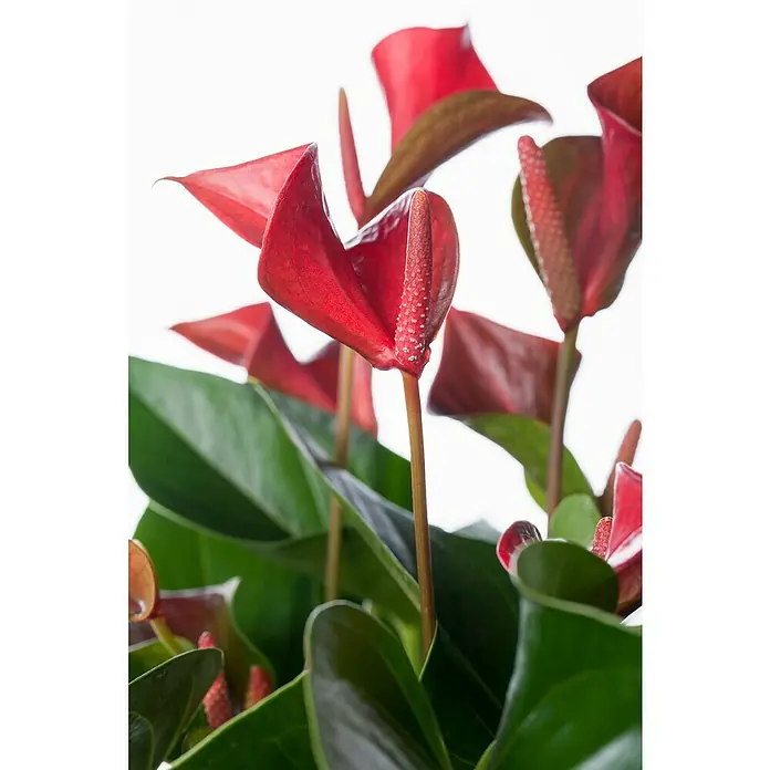 Piardino FlamingoblumeAnthurium x andreanum, Topfgröße: 12 cm, Dunkelrot/Weiß/Lachsrosa/Rot - Nahaufnahme einer Zimmerpflanze mit glänzenden grünen Blättern und roten Anthuriumblüten.