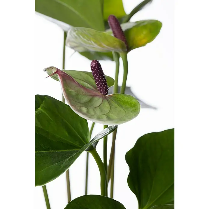Piardino FlamingoblumeAnthurium x andreanum, Topfgröße: 12 cm, Dunkelrot/Weiß/Lachsrosa/Rot - Nahaufnahme einer Anthurie-Pflanze mit grünen Blättern und burgunderroten Blütenständen vor einem hellen Hintergrund.
