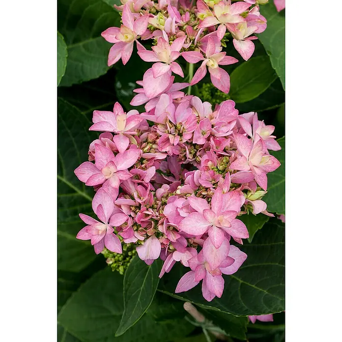 Piardino Bauernhortensie Indoor - Hydrangea macrophylla You & Me 'Romance'®, Topfgröße: 14 cm, Rosa - Nahaufnahme einer rosafarbenen Hortensienblüte mit zarten Blütenblättern und grünen Blättern im Hintergrund, die die Schönheit der Natur zeigt.