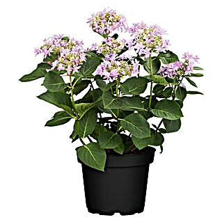 Piardino Bauernhortensie Indoor (Hydrangea macrophylla You & Me 'Romance'®, Topfgröße: 14 cm, Rosa)