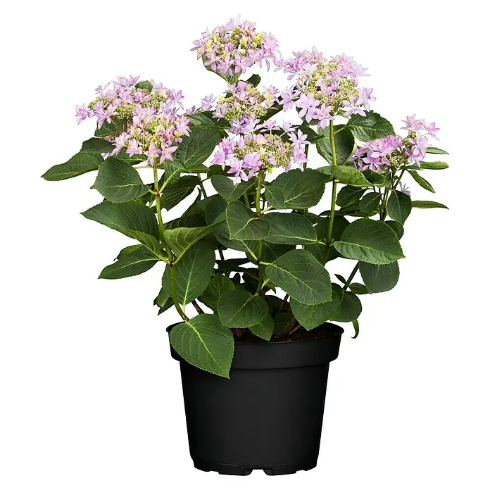 Piardino Bauernhortensie Indoor - Hydrangea macrophylla You & Me 'Romance'®, Topfgröße: 14 cm, Rosa - Hortensie 'Love You Kiss' im Topf. Eine charmante Pflanze mit zarten rosa Blüten und grünen Blättern, ideal für Haus und Garten.