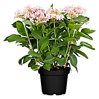 Piardino Bauernhortensie (Hydrangea macrophylla You & Me 'Romance'®, Topfgröße: 14 cm, Rosa)