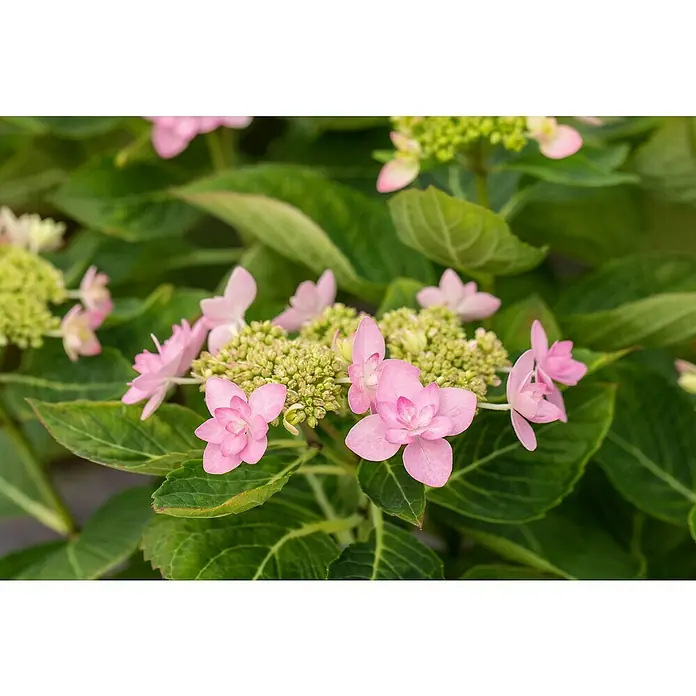 Piardino Bauernhortensie Indoor - Hydrangea macrophylla You & Me 'Romance'®, Topfgröße: 14 cm, Rosa - Nahaufnahme einer Hortensie mit zarten rosa Blüten und frischem grünen Laub, die die florale Schönheit der Pflanze hervorhebt.
