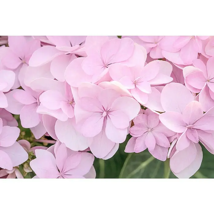 Piardino Bauernhortensie Indoor - Hydrangea macrophylla You & Me 'Romance'®, Topfgröße: 14 cm, Rosa - Zarte, pastellrosa Hortensienblüten in Nahaufnahme. Die Blütenblätter sind weich und elegant, was das sanfte und ruhige Aussehen verstärkt.