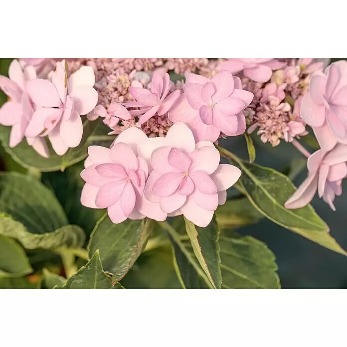Piardino Bauernhortensie Indoor - Hydrangea macrophylla You & Me 'Romance'®, Topfgröße: 14 cm, Rosa - Stimmungsaufnahme