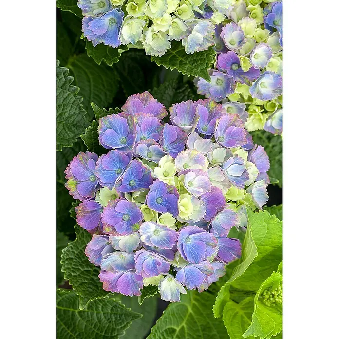 Piardino Bauernhortensie Indoor - Hydrangea macrophylla, Topfgröße: 14 cm, Blau - Nahaufnahme von Hortensienblüten mit einem faszinierenden Farbverlauf von Blau über Lila bis hin zu zarten Gelbtönen, umgeben von grünen Blättern.