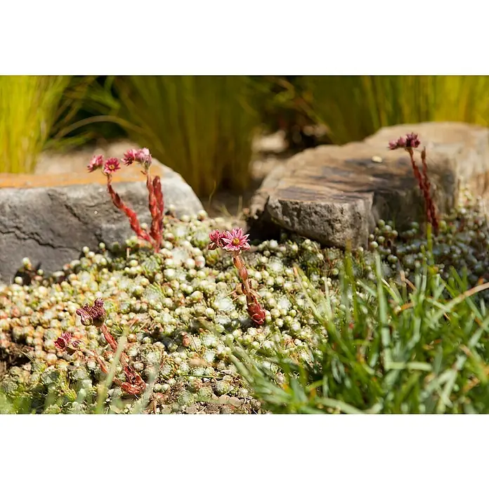 Piardino HauswurzSempervivum 'Chicken Charms', Topfgröße: 21 cm, Grün, Rot - Nahaufnahme von zarten, rosafarbenen Blüten und dicken, grünen Blättern, die zwischen Steinen in einem sonnigen Garten wachsen.