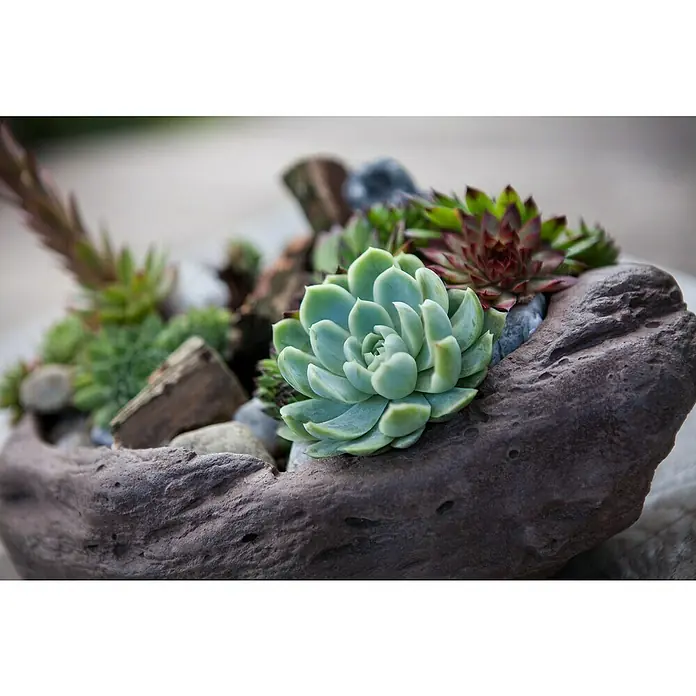 Piardino HauswurzSempervivum 'Chicken Charms', Topfgröße: 21 cm, Grün, Rot - Schalenförmiges Steingutgefäß mit einer Sukkulentenpflanze in Rosettenform und anderen Pflanzen, Steinen und Holzstücken.